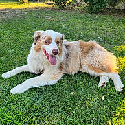 Tiki participe au concours pour gagner de l'argent avec cette photo : australian_shepherd, backyard, canine, dog, ears, fur, grass, green, happy, lying_down, nature, outdoors, paws, pet, playful, portrait, red_merle, resting, sunny, tongue_out