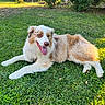australian_shepherd, backyard, canine, dog, ears, fur, grass, green, happy, lying_down, nature, outdoors, paws, pet, playful, portrait, red_merle, resting, sunny, tongue_out
