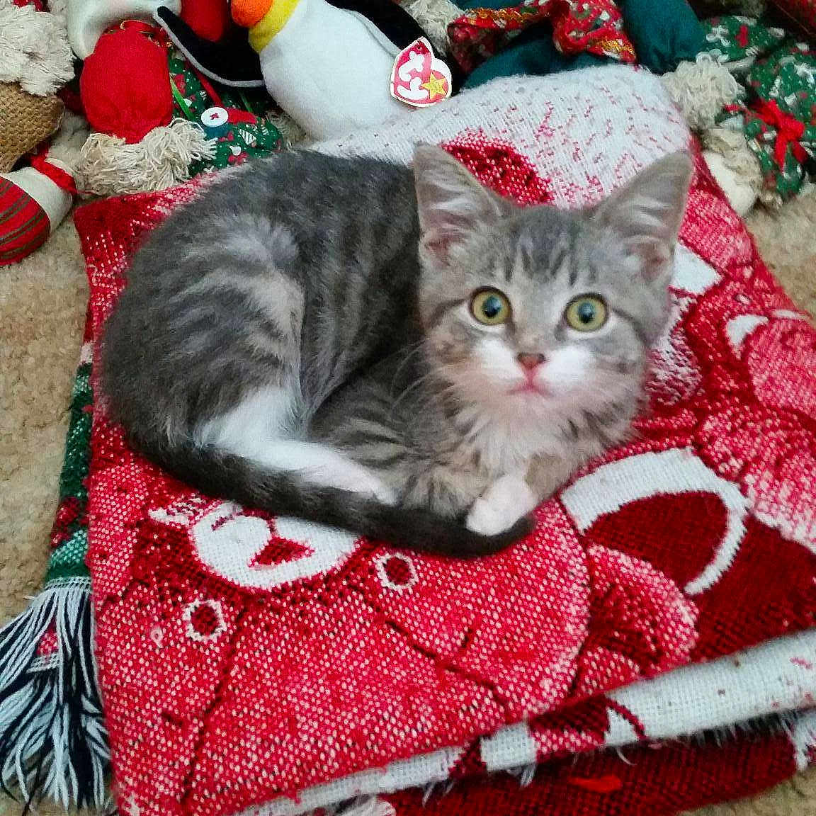 Ellie