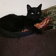 Goofy joined the competition — help win amazing prizes! black_cat, cat, indoor, couch, cushion, furniture, pet, animal, relaxing, resting, dark_fur, eyes_reflecting_light, cozy, home, domestic_cat, feline, soft_furniture, patterned_cushion, laying_down, blur