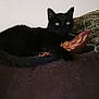 black_cat, cat, indoor, couch, cushion, furniture, pet, animal, relaxing, resting, dark_fur, eyes_reflecting_light, cozy, home, domestic_cat, feline, soft_furniture, patterned_cushion, laying_down, blur