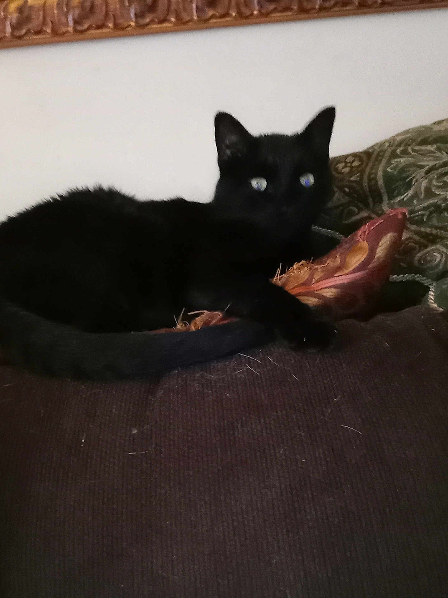 Goofy joined the competition — help win amazing prizes! black_cat, cat, indoor, couch, cushion, furniture, pet, animal, relaxing, resting, dark_fur, eyes_reflecting_light, cozy, home, domestic_cat, feline, soft_furniture, patterned_cushion, laying_down, blur
