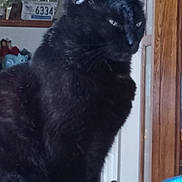 Spidey is registered to the contest to win money with this photo: black_cat, cat, indoor, pet, animal, feline, fur, eyes, ears, portrait, household, furniture, license_plate, wood, door, reflection, decor, still_life, closeup, sitting