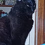 black_cat, cat, indoor, pet, animal, feline, fur, eyes, ears, portrait, household, furniture, license_plate, wood, door, reflection, decor, still_life, closeup, sitting