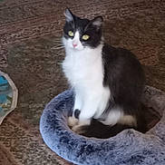 Raptor joined the competition — help win amazing prizes! cat, pet_bed, indoor, feline, black_and_white, fluffy, sitting, carpet, cozy, domestic, animal, fur, yellow_eyes, resting, home_interior, cute, calm, soft, relaxed, mammal
