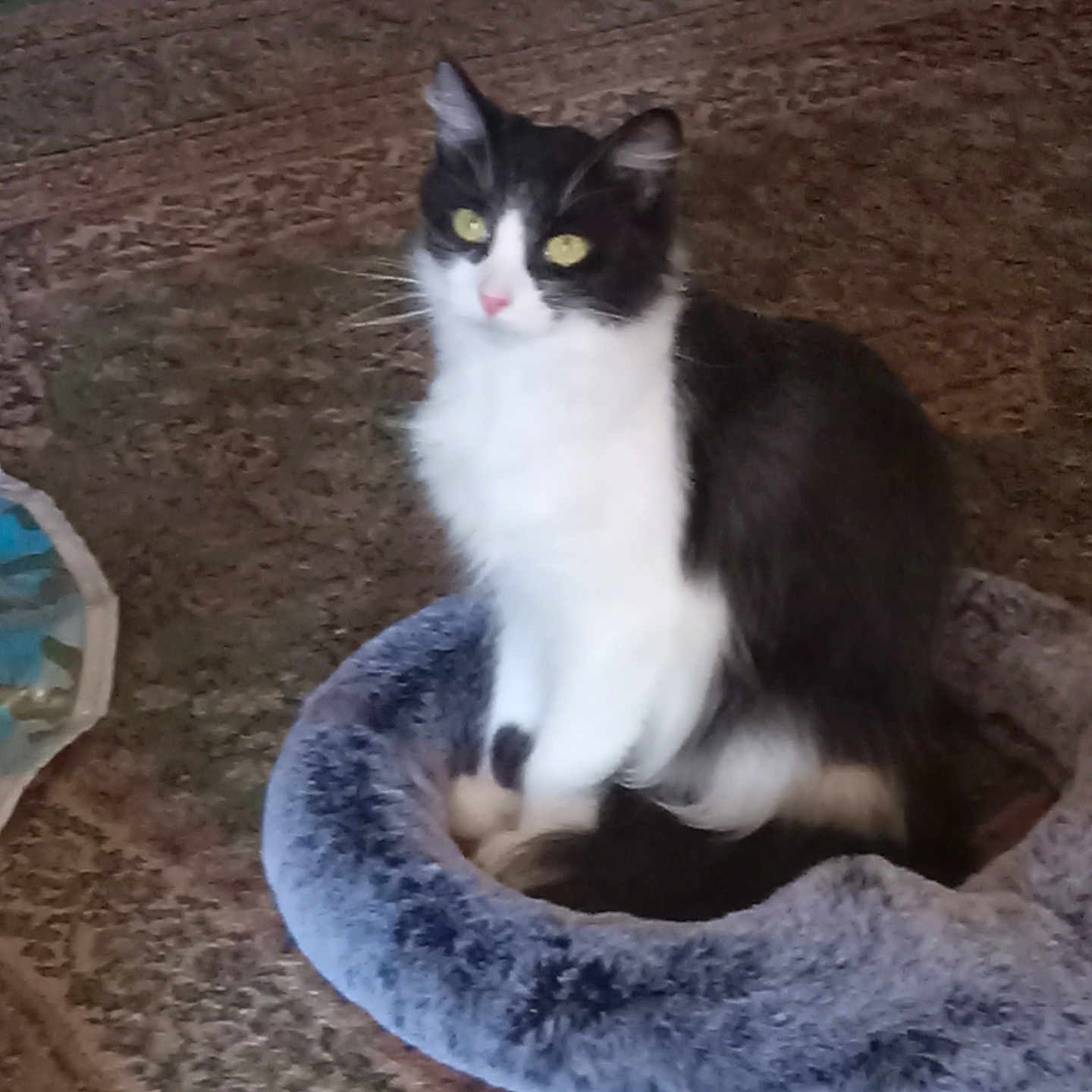 Raptor joined the competition — help win amazing prizes! animal, black_and_white, calm, carpet, cat, cozy, cute, domestic, feline, fluffy, fur, home_interior, indoor, mammal, pet_bed, relaxed, resting, sitting, soft, yellow_eyes