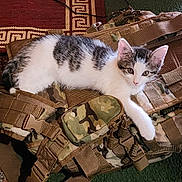 Cammi is registered to the contest to win money with this photo: kitten, cat, animal, pet, camouflage, backpack, tactical_gear, green_carpet, red_rug, cord, indoor, resting, cute, feline, white, gray, fur, small, young, curious