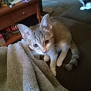 Ghost Ryder is registered to the contest to win money with this photo: kitten, cat, towel, couch, indoor, furniture, wooden_cabinet, sleeping_cat, curious, pet, animal, cozy, living_room, soft_texture, domestic, feline, resting, household, blurred, background