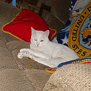 Wiggles is registered to the contest to win money with this photo: cat, white_cat, couch, sofa, red_pillow, blanket, eagle_design, indoor, pet, animal, feline, resting, cozy, furniture, flash_reflection, eyes, relaxed, home, cute, domestic