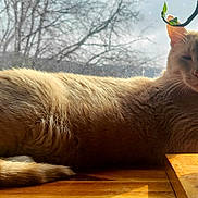 Sol joined the competition — help win amazing prizes! cat, ginger_cat, windowsill, sunlight, indoor, plant, collar, bell, tail, whiskers, fur, close_up, pet, lounging, backlit, shadow, tree_outside, wood_table, sleepy, relaxed