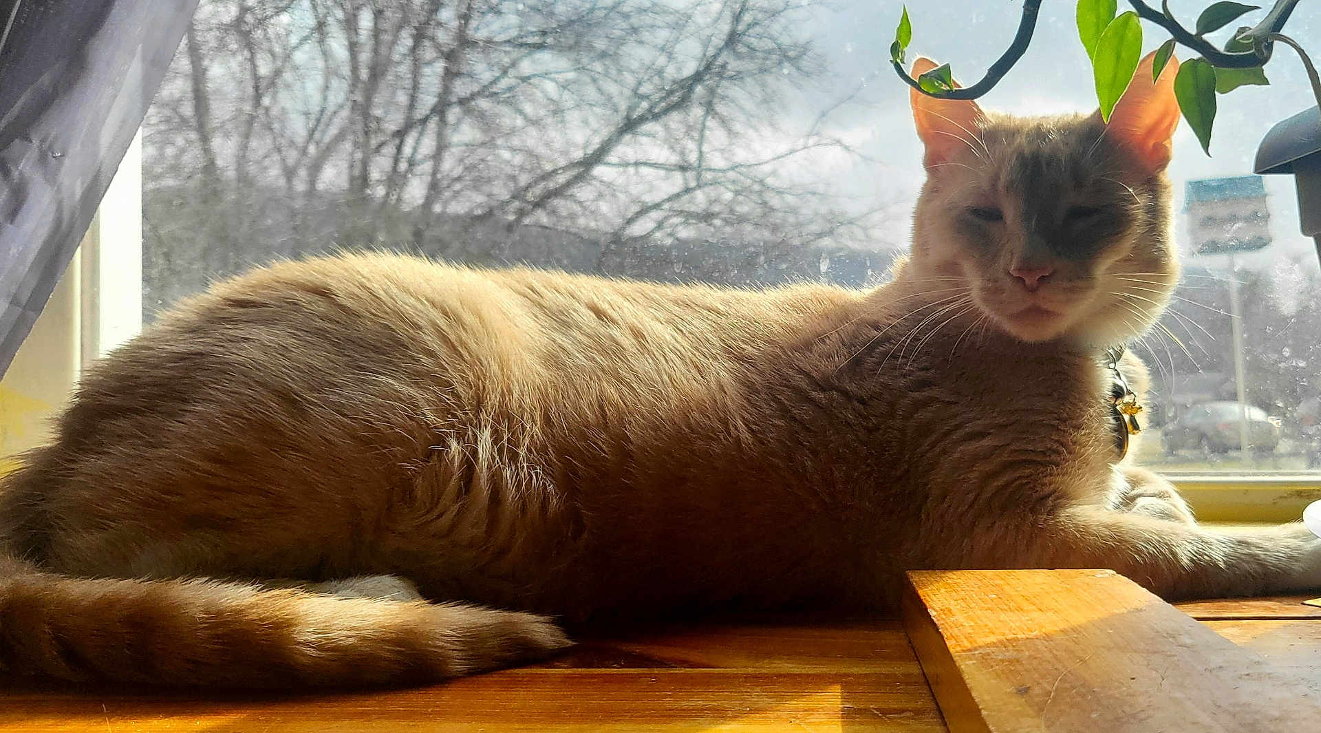 Sol joined the competition — help win amazing prizes! cat, ginger_cat, windowsill, sunlight, indoor, plant, collar, bell, tail, whiskers, fur, close_up, pet, lounging, backlit, shadow, tree_outside, wood_table, sleepy, relaxed