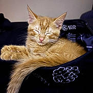 Draco is registered to the contest to win money with this photo: adorable, animal, black_hat, cat, closeup, cozy, cute, feline, fur, indoor, kitten, orange_cat, peaceful, pet, relaxed, resting, sleeping, soft_lighting, whiskers, young_cat