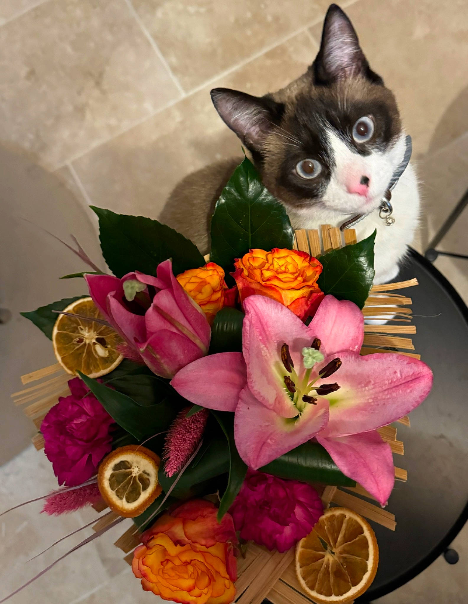Pixel a rejoint le concours — aidez-le/la à gagner de superbes lots ! artificial_flower, basket, bouquet, carnivore, cat, cut_flowers, domestic_short_haired_cat, felidae, floral_design, floristry, flower, flower_arranging, petal, plant, purple, rose, serveware, small_to_medium_sized_cats, table, whiskers