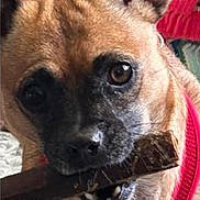 Buster joined the competition — help win amazing prizes! animal, brown_dog, canine, chewing, close_up, cute, dog, ears, face, focused, fur, indoor, mouth, name_overlay, pet, playful, portrait, red_harness, stick, teeth
