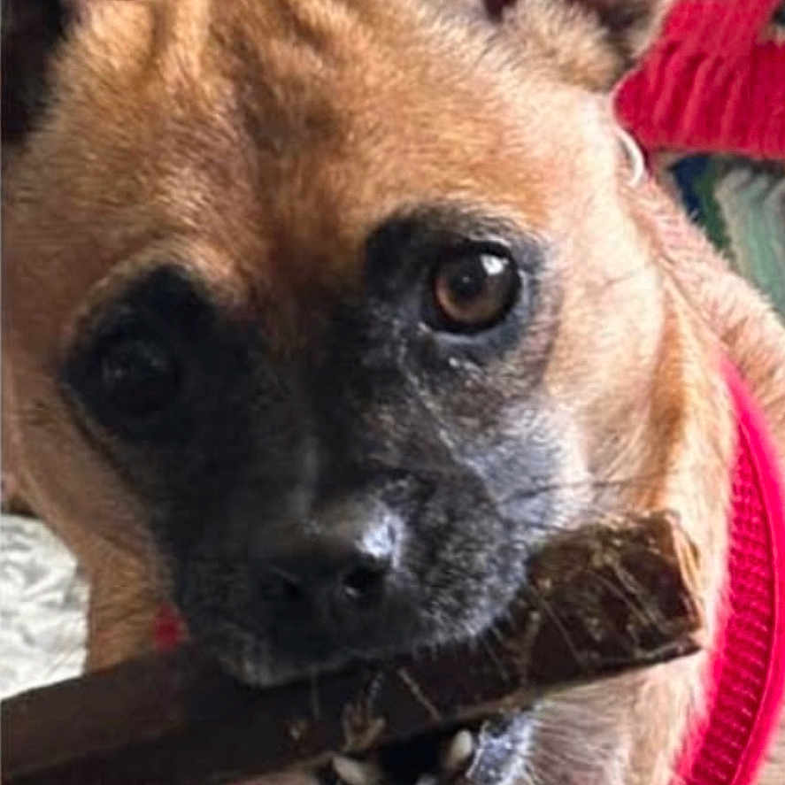 Buster joined the competition — help win amazing prizes! animal, brown_dog, canine, chewing, close_up, cute, dog, ears, face, focused, fur, indoor, mouth, name_overlay, pet, playful, portrait, red_harness, stick, teeth