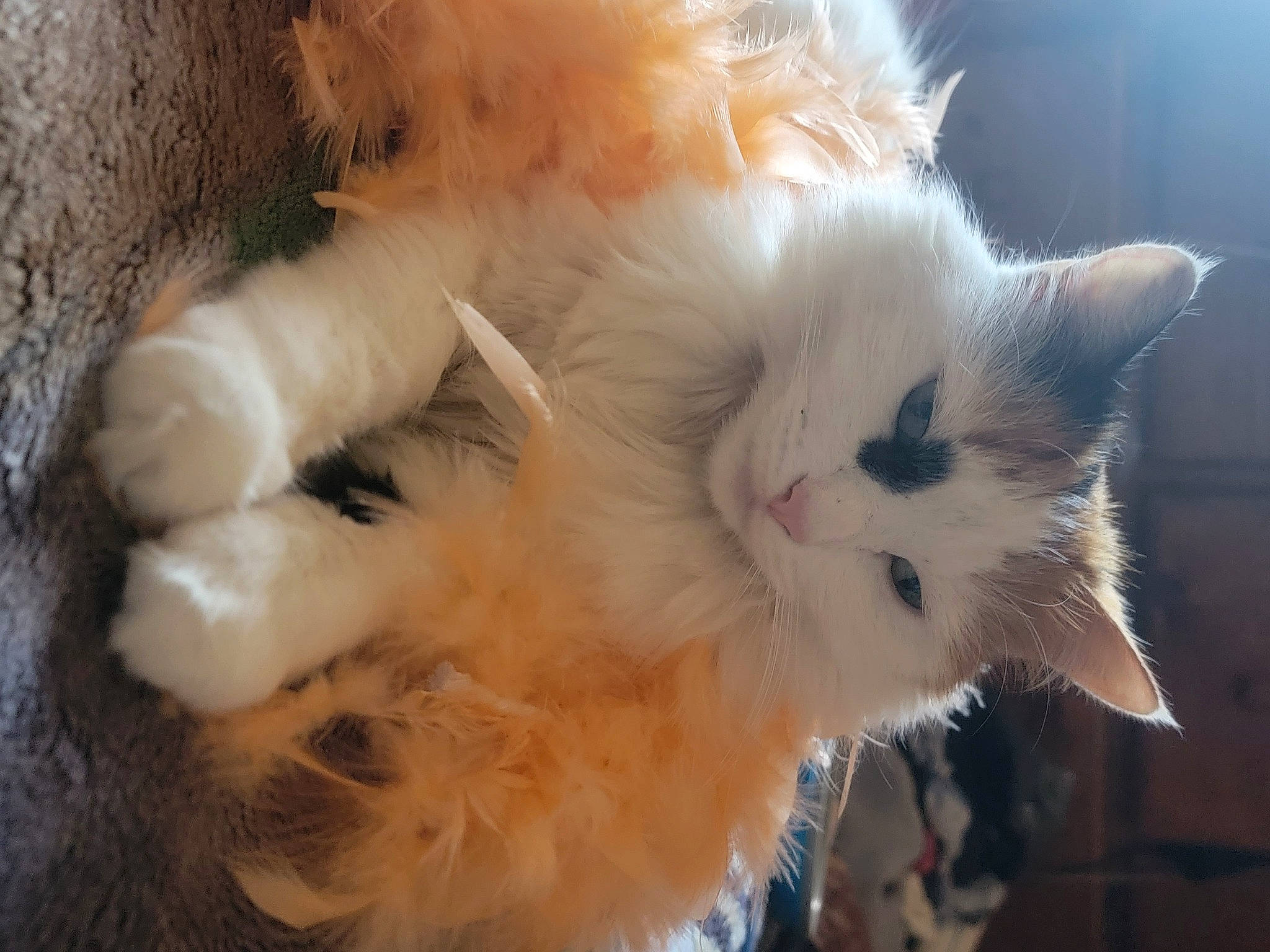 Luna is registered to the contest to win money with this photo: carnivore, cat, claw, ear, fawn, felidae, fur, paw, ragdoll, small_to_medium_sized_cats, tail, terrestrial_animal, whiskers