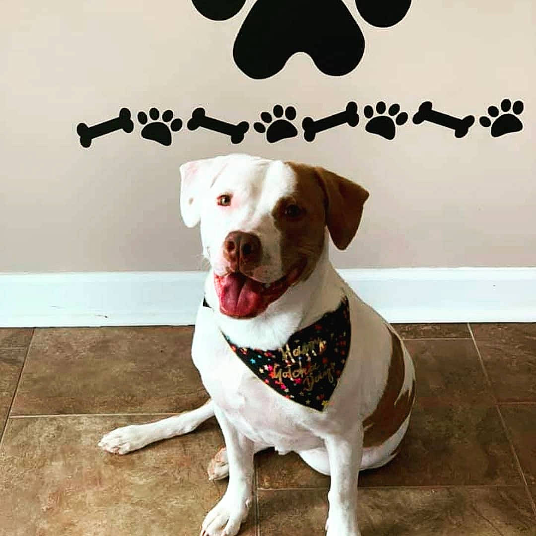 Lincoln joined the competition — help win amazing prizes! canidae, carnivore, companion_dog, dog, dog_breed, dog_collar, floor, leash, mammal, non_sporting_group, pit_bull, pointer, puppy_love, rare_breed_dog, sporting_group, tail