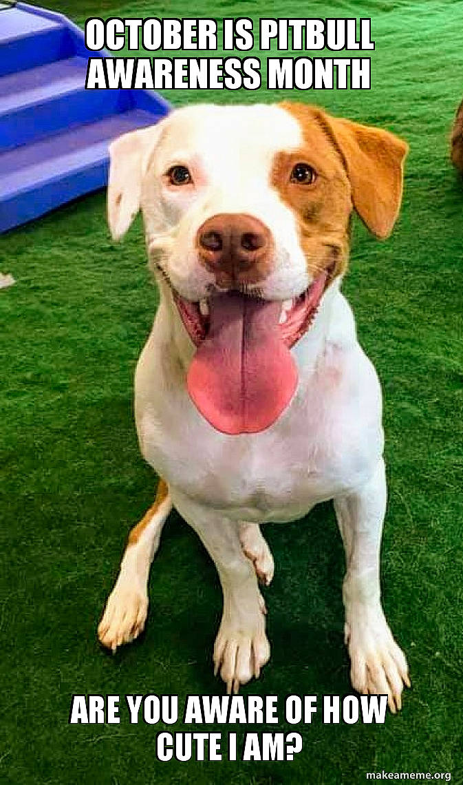 Lincoln is registered to the contest to win money with this photo: adventure, american_pit_bull_terrier, ancient_dog_breeds, braque_saint_germain, canidae, carnivore, companion_dog, dog, dog_breed, mammal, non_sporting_group, photo_caption, pit_bull, puppy, puppy_love, rare_breed_dog, snout, sporting_group, vertebrate