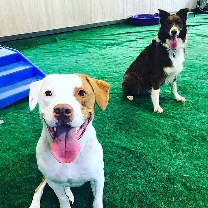 Lincoln is registered to the contest to win money with this photo: brazilian_terrier, canidae, carnivore, companion_dog, danish_swedish_farmdog, dog, dog_breed, feist, grass, jack_russell_terrier, labrador_retriever, mammal, obedience_training, puppy, rat_terrier, russell_terrier, sporting_group, tail, vertebrate