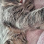 Squirt is registered to the contest to win money with this photo: cat, tabby, gray_cat, fluffy, feline, pet, close_up, relaxed, sleepy, whiskers, fur, pink_blanket, knitted_blanket, cozy, resting, indoor, cute, animal, mammal, portrait