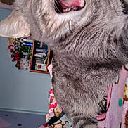 Squirt joined the competition — help win amazing prizes! cat, tabby_cat, yawning, close_up, pet, indoor, blanket, feline, fur, animal, teeth, tongue, cozy, bedroom, shelf, toy, soft, cute, relaxed, domestic_animal