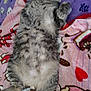 Squirt is registered to the contest to win money with this photo: cat, tabby, sleeping, lying_down, relaxed, fluffy, pet, domestic_animal, feline, blanket, patterned_blanket, heart_pattern, cute, paws, fur, indoor, cozy, resting, animal, soft