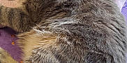 Squirt is registered to the contest to win money with this photo: cat, gray_tabby, feline, pet, animal, fur, whiskers, tail, relaxing, sleepy, indoors, blanket, purple, cozy, cute, mammal, resting, domestic_animal, ears, soft