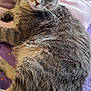 cat, gray_tabby, feline, pet, animal, fur, whiskers, tail, relaxing, sleepy, indoors, blanket, purple, cozy, cute, mammal, resting, domestic_animal, ears, soft
