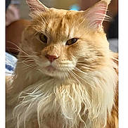 Milo joined the competition — help win amazing prizes! cat, orange_cat, fluffy, long_hair, pet, indoor, close_up, whiskers, ears, fur, animal, mammal, face, portrait, cute, feline, domestic_animal, relaxed, cozy, soft_light