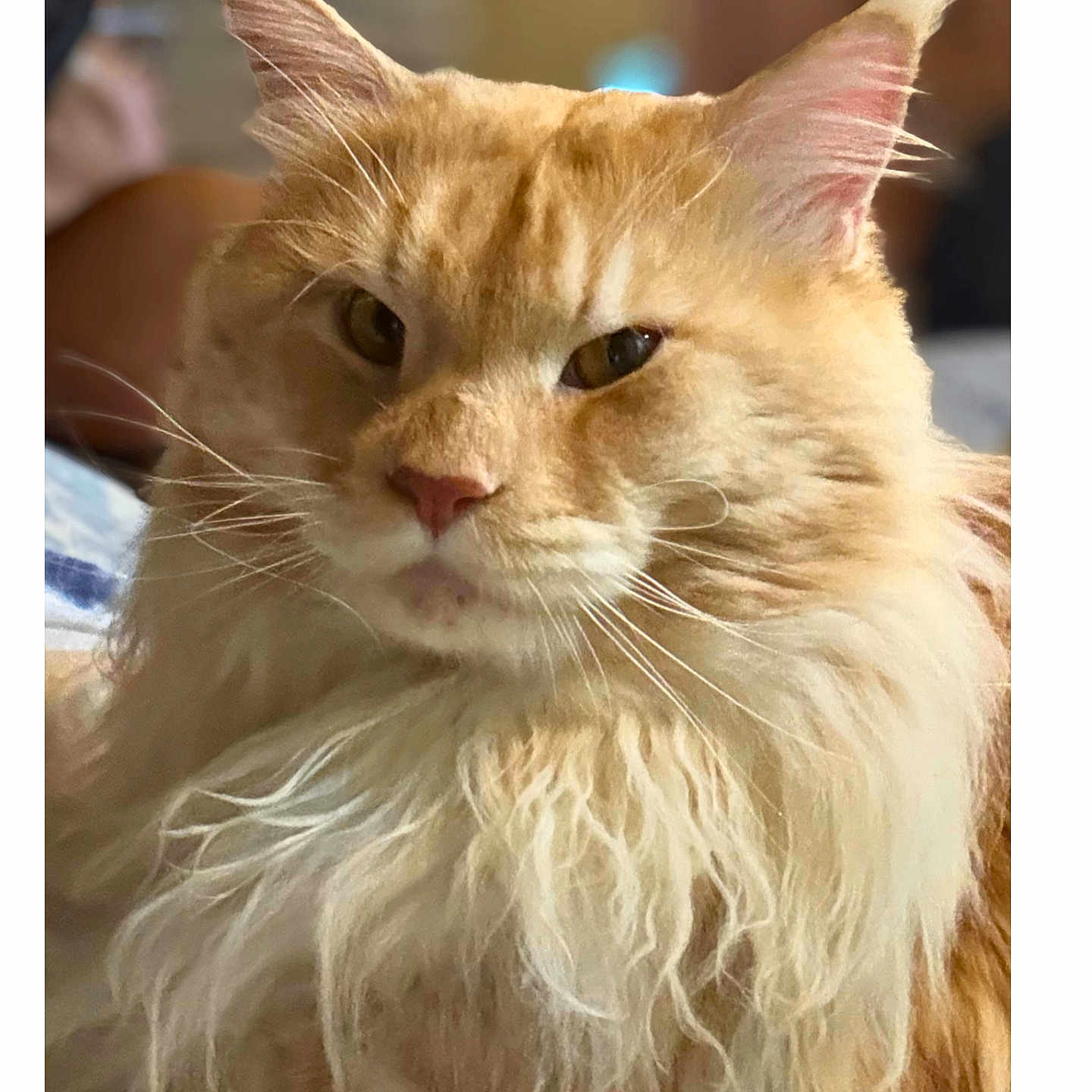 Milo joined the competition — help win amazing prizes! animal, cat, close_up, cozy, cute, domestic_animal, ears, face, feline, fluffy, fur, indoor, long_hair, mammal, orange_cat, pet, portrait, relaxed, soft_light, whiskers