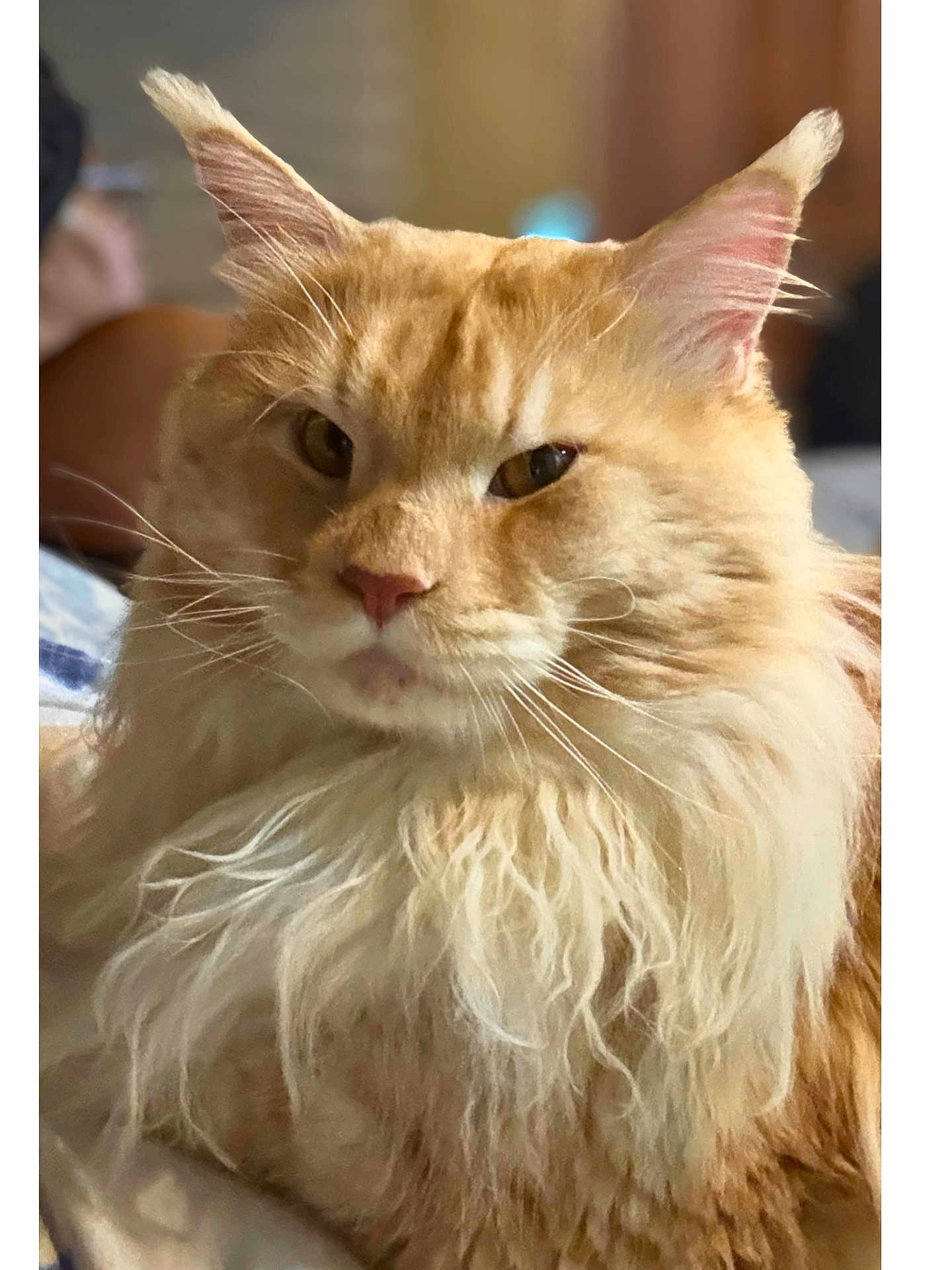 Milo joined the competition — help win amazing prizes! cat, orange_cat, fluffy, long_hair, pet, indoor, close_up, whiskers, ears, fur, animal, mammal, face, portrait, cute, feline, domestic_animal, relaxed, cozy, soft_light