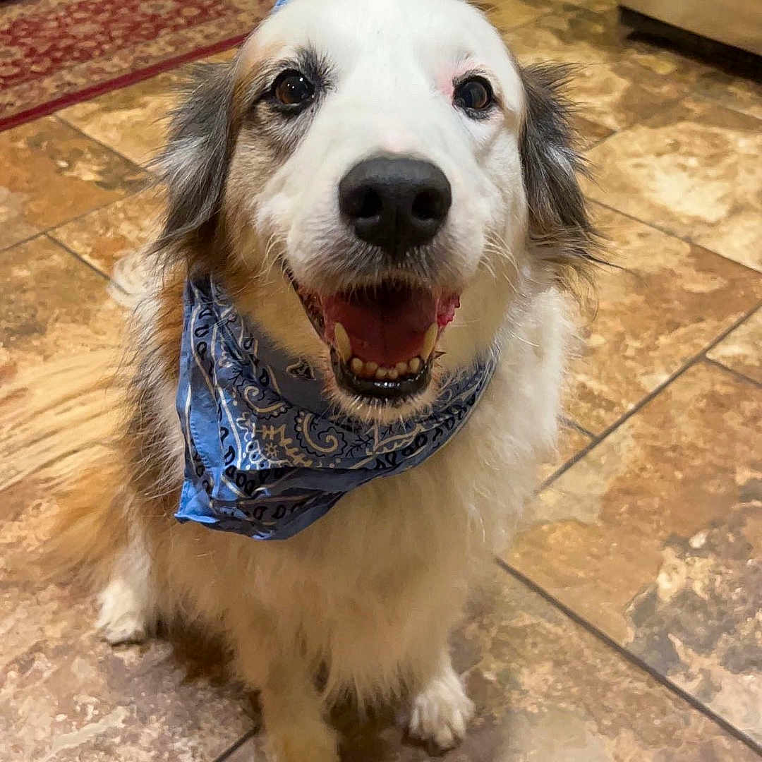Bo James is registered to the contest to win money with this photo: accessories, animal, bandana, canine, dog, eskimodog, formalwear, hardwood, headband, hound, husky, indoors, interiordesign, pet, puppy, qrcode, slate, strap, tie, wood