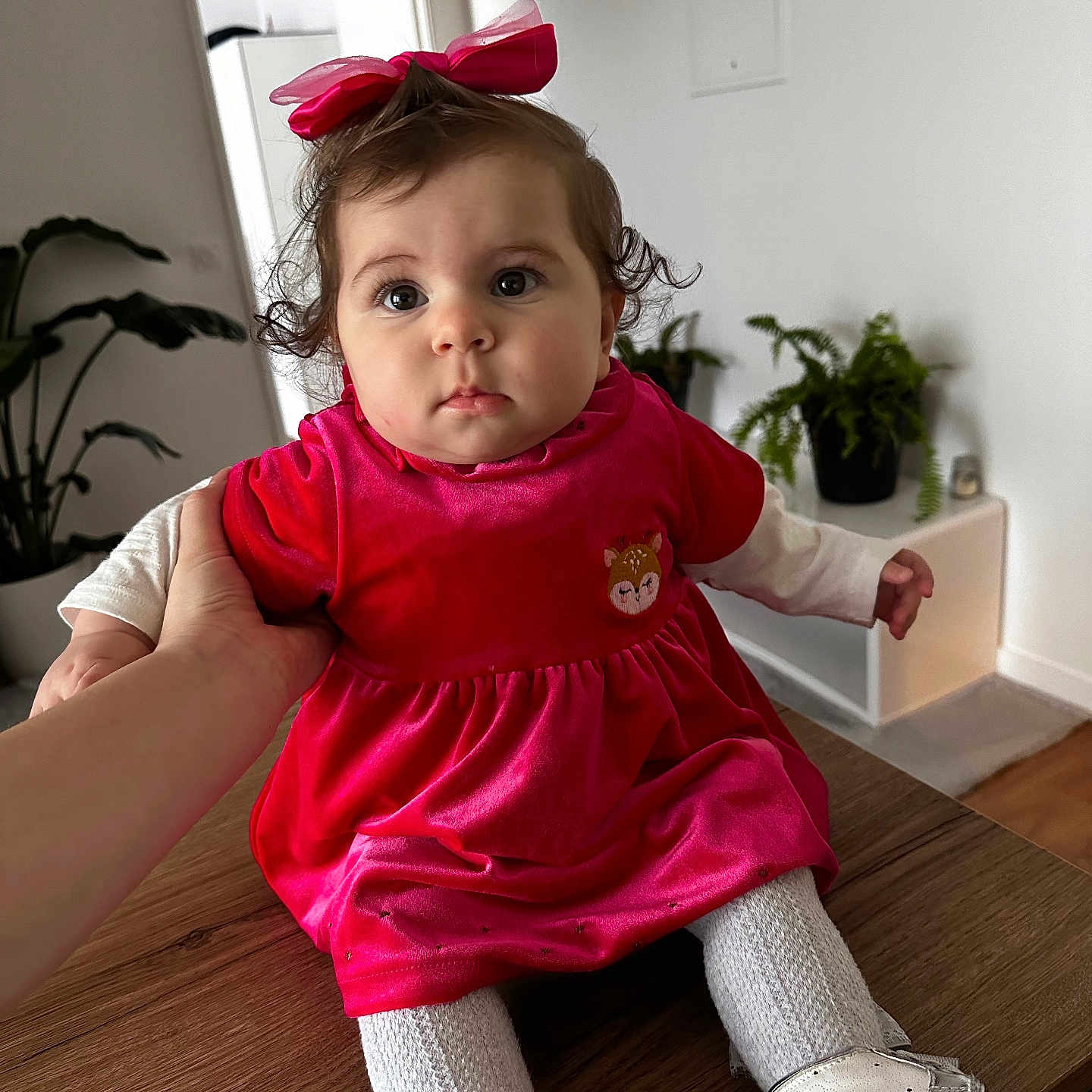 Leticia a rejoint le concours — aidez-le/la à gagner de superbes lots ! baby, child, curly_hair, cute, expression, face, floor, green_plant, hand, home, indoor, infant, person, pink_bow, plant, portrait, velvet_dress, white_shoes, white_tights, wooden_table