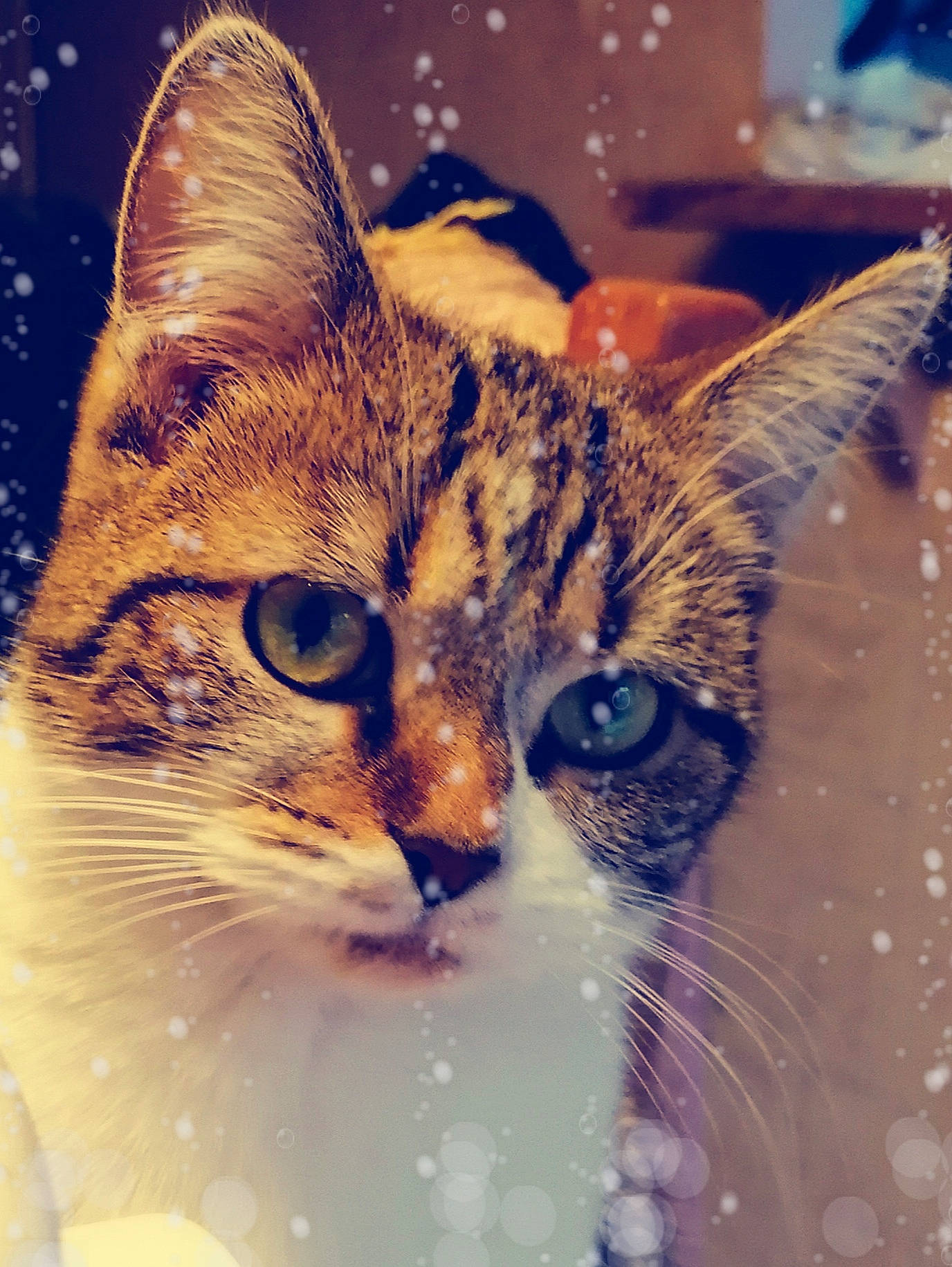 Blanchette a rejoint le concours — aidez-le/la à gagner de superbes lots ! carnivore, cat, close_up, domestic_short_haired_cat, ear, fawn, felidae, fur, iris, organism, paw, plant, sky, small_to_medium_sized_cats, snout, tree, whiskers, wildlife, window, winter