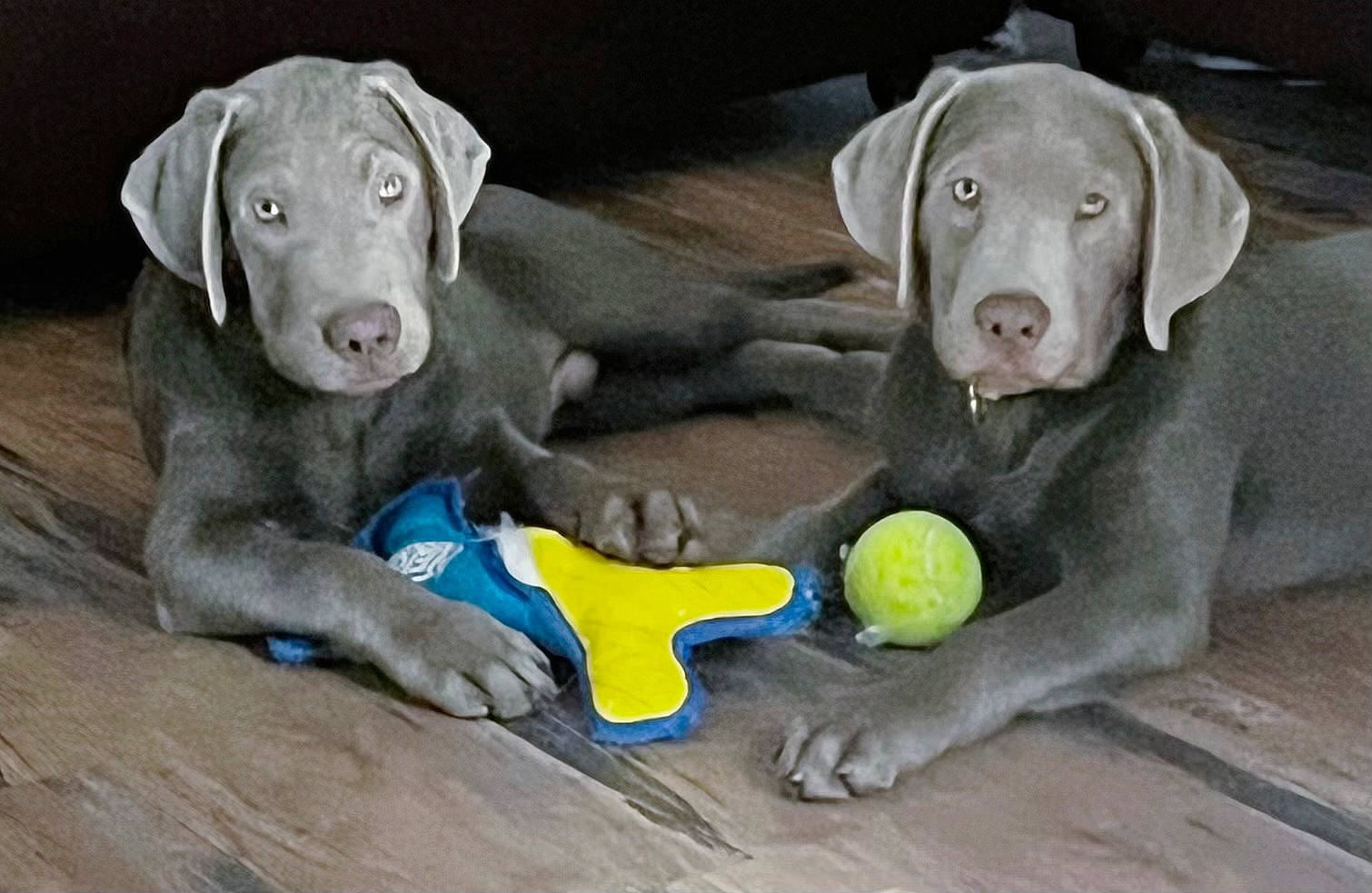 Rubix is registered to the contest to win money with this photo: canidae, carnivore, companion_dog, dog, dog_breed, dog_supply, dog_toy, fawn, hunting_dog, liver, non_sporting_group, pet_supply, snout, sporting_group, sports_toy, tennis_ball, terrestrial_animal, toy, working_animal