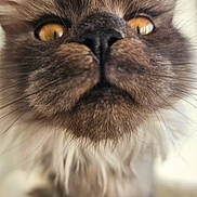 Aramis a rejoint le concours — aidez-le/la à gagner de superbes lots ! animal, cat, close_up, closeup, curious, cute, domestic_cat, face, feline, fluffy, fur, indoor, macro, muzzle, nose, pet, portrait, soft_focus, whiskers, yellow_eyes