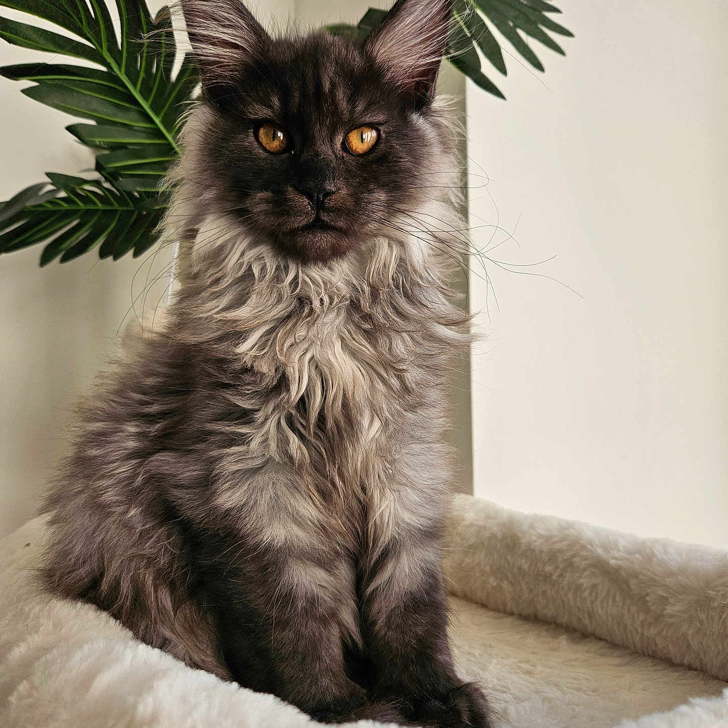 Aramis participe au concours pour gagner de l'argent avec cette photo : amber_eyes, animal, bed, cat, cozy, cute, feline, fluffy, fur, gray, home, indoor, leaf, pet, plant, portrait, relaxed, sitting, soft, whiskers