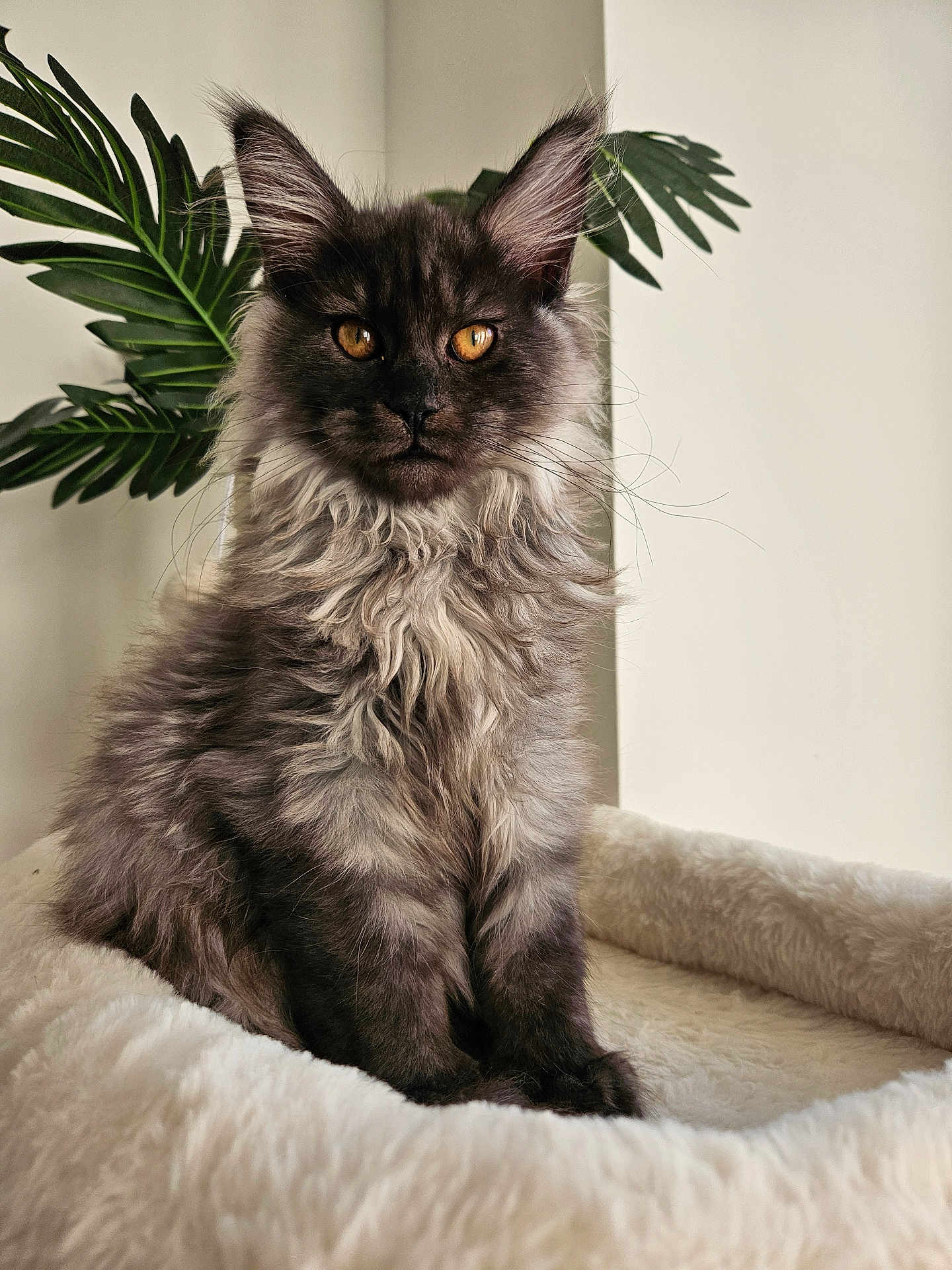Aramis