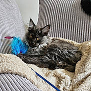 Aramis a rejoint le concours — aidez-le/la à gagner de superbes lots ! cat, gray_cat, feather_toy, blanket, couch, indoor, pet, furniture, cozy, relaxed, fluffy, yellow_eyes, curious, soft_fur, large_ears, texture, comfort, resting, domestic_animal, cute