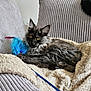 cat, gray_cat, feather_toy, blanket, couch, indoor, pet, furniture, cozy, relaxed, fluffy, yellow_eyes, curious, soft_fur, large_ears, texture, comfort, resting, domestic_animal, cute