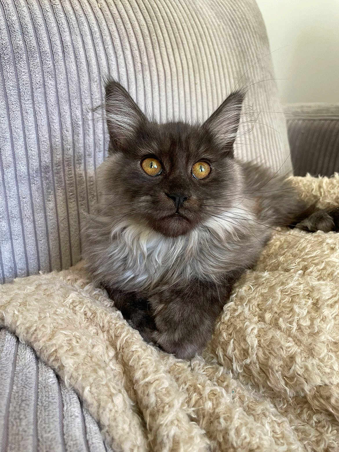 Aramis a rejoint le concours — aidez-le/la à gagner de superbes lots ! cat, fluffy, golden_eyes, feline, pet, animal, cozy, blanket, couch, indoor, relaxed, fur, whiskers, ears, cute, portrait, domestic, resting, soft, home