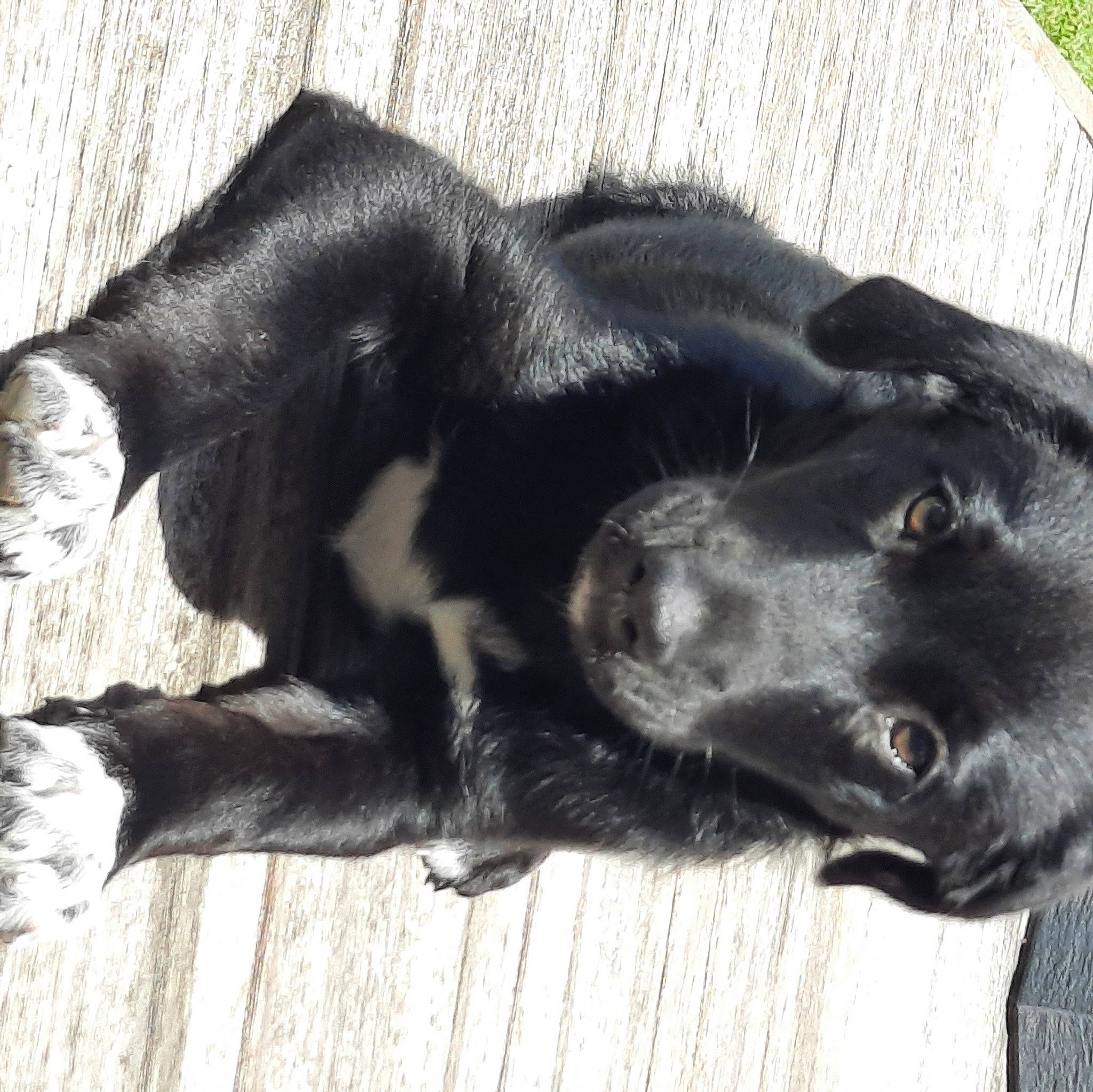 Denver participe au concours pour gagner de l'argent avec cette photo : borador, canidae, carnivore, comfort, companion_dog, dog, dog_breed, ear, fur, liver, mammal, paw, retriever, sporting_group, tail, terrestrial_animal, whiskers, wood, working_animal, working_dog