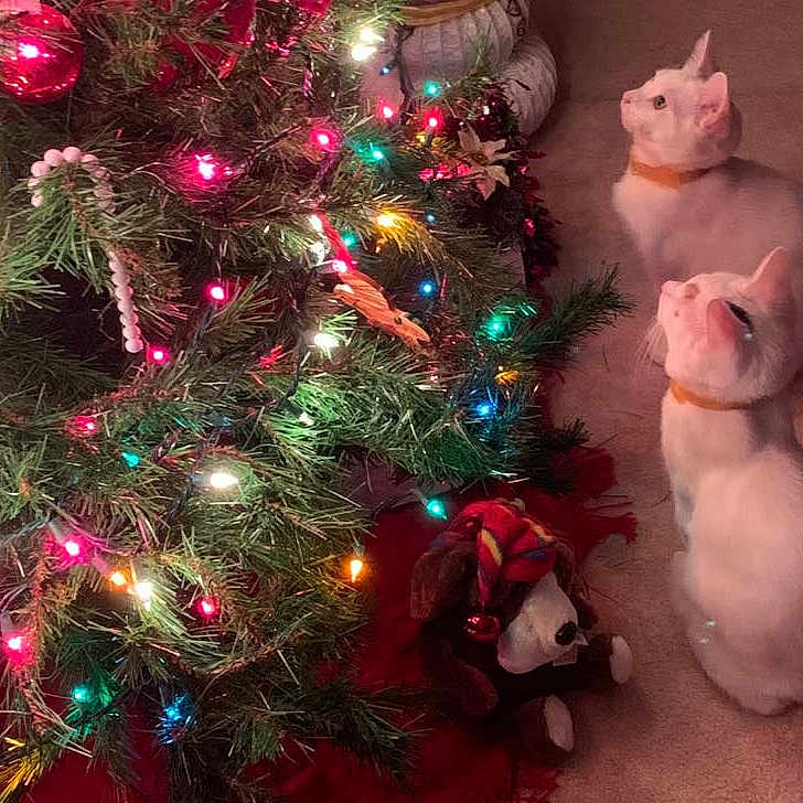 Pinky Amore is registered to the contest to win money with this photo: animal, bulldog, canine, cat, christmas, christmasdecorations, christmastree, christmastreeornaments, conifer, dog, festival, frenchbulldog, kitten, lighting, pet, pig, plant, puppy, tree, whitedog