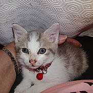 Nougat participe au concours pour gagner de l'argent avec cette photo : animal, bell, blue_eyes, cat, close_up, cute, fabric, gray_fur, hand, indoor, kitten, lap, pattern, person, pet, red_collar, resting, texture, white_fur, young_cat