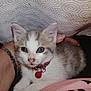 animal, bell, blue_eyes, cat, close_up, cute, fabric, gray_fur, hand, indoor, kitten, lap, pattern, person, pet, red_collar, resting, texture, white_fur, young_cat