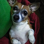 Jackson is registered to the contest to win money with this photo: animal, blanket, companion, cozy, cute, dog, domestic_animal, ears, face, fur, green_background, indoor, looking_up, lying_down, mammal, paws, pet, red_blanket, resting, small_dog