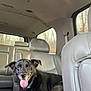 animal, backseat, black_dog, canine, car_interior, collar, dog, domestic_animal, happy, indoor, leather_seat, mammal, pet, relaxing, seat, tongue_out, transportation, trees, vehicle, window