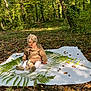 baby, child, forest, nature, blanket, fern, acorns, toy, outdoor, autumn, leaves, sunlight, jacket, turban, ground, cute, sitting, curious, greenery, daylight