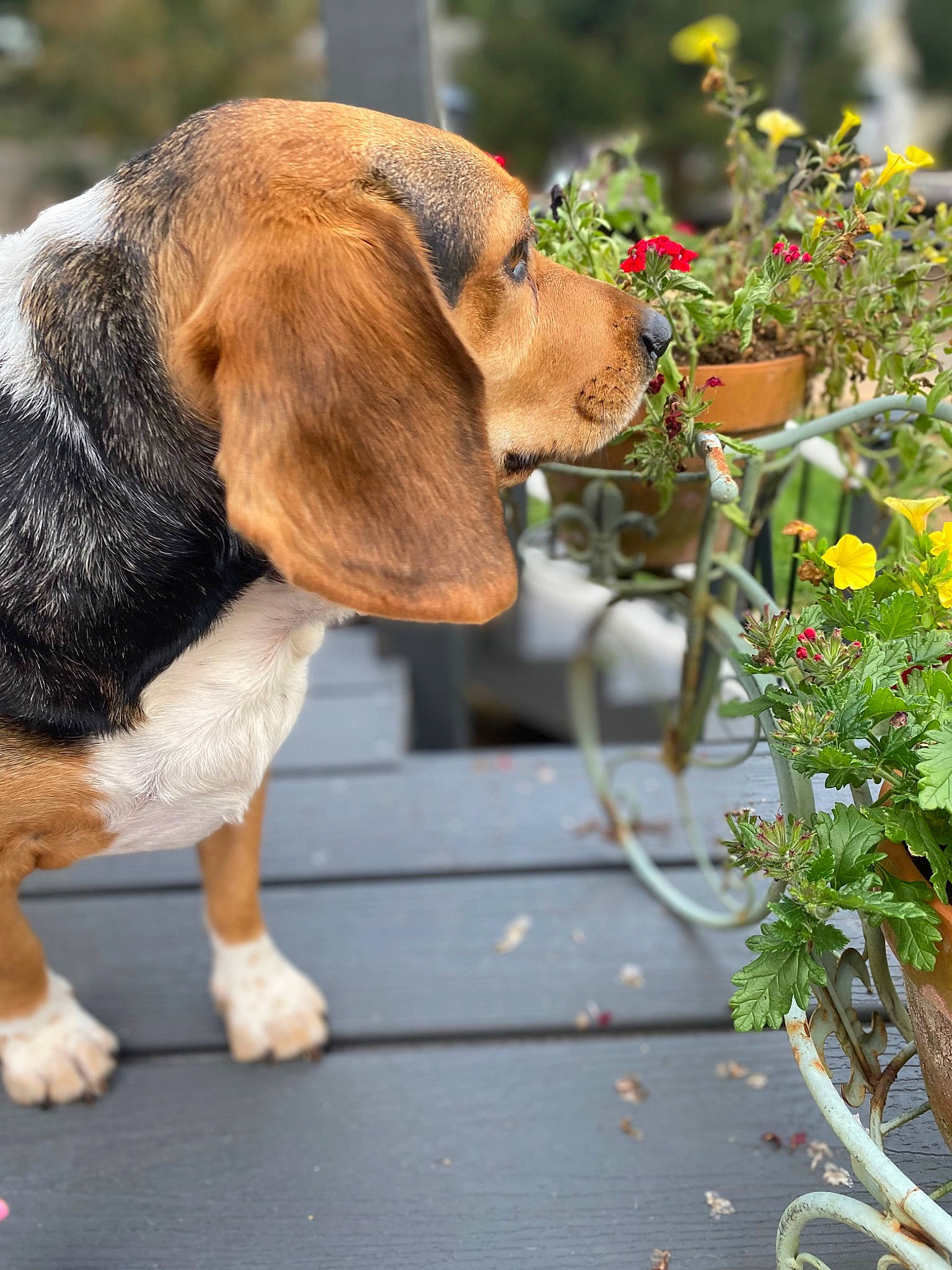 Daisy Mae is registered to the contest to win money with this photo: annual_plant, carnivore, collar, companion_dog, dog, dog_breed, dog_collar, fawn, flower, flower_arranging, grass, herb, hound, liver, plant, scent_hound, snout, sporting_group, tail, working_animal