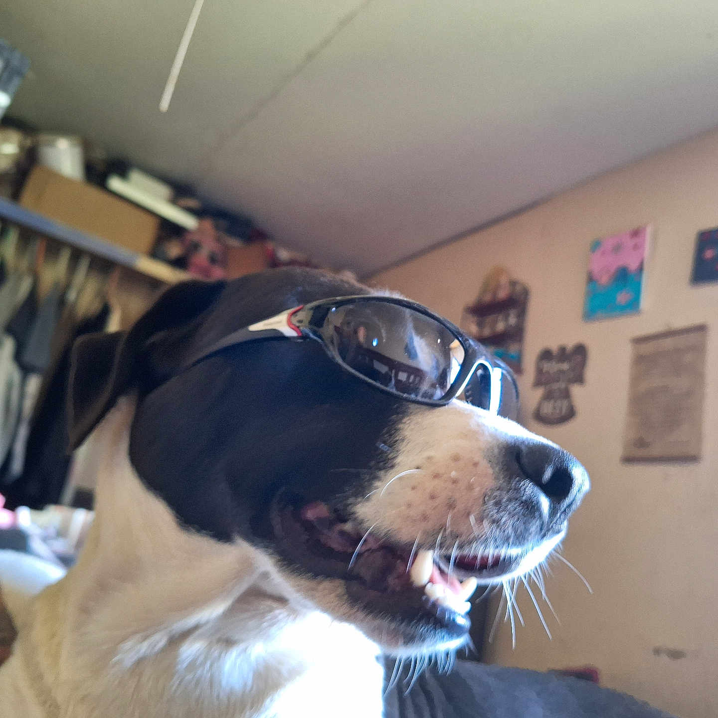 Famous Gene joined the competition — help win amazing prizes! black_and_white, canine, casual, clothing, cool, dog, face, furniture, indoor, mouth_open, pet, portrait, relaxed, room, shelf, sunglasses, tattooed_arm, teeth, wall_art, whiskers